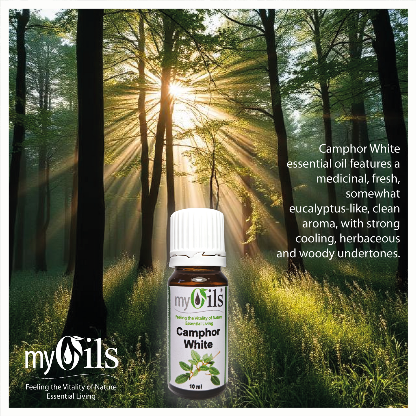 Camphor White Essential Oil - 10ml